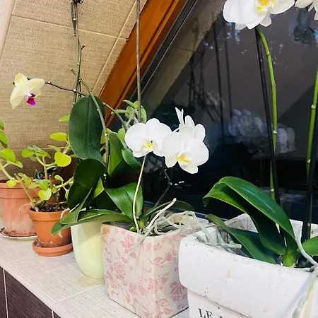 The Garden Oasis Holiday home